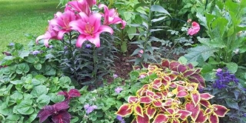 Kako i kada saditi ljiljane